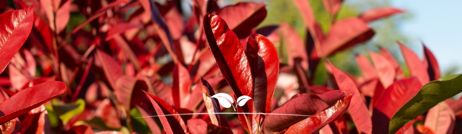 Photinia kopen | rood blad | Gardline